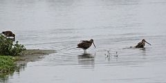 20090910 0497Aw [D~MS] Bekassine (Gallinago gallinago), Rieselfelder Münster