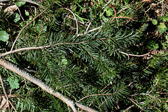 Pseudotsuga menziesii - Douglas