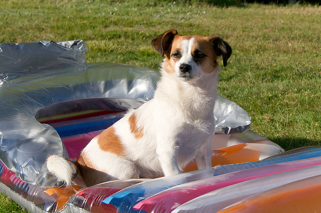 Jack Russell Clifford auf Luftmatratze DSC08331-1