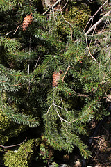 Pseudotsuga menziesii - Douglas  (2)