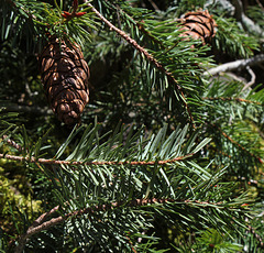 Pseudotsuga menziesii - Douglas  (3)