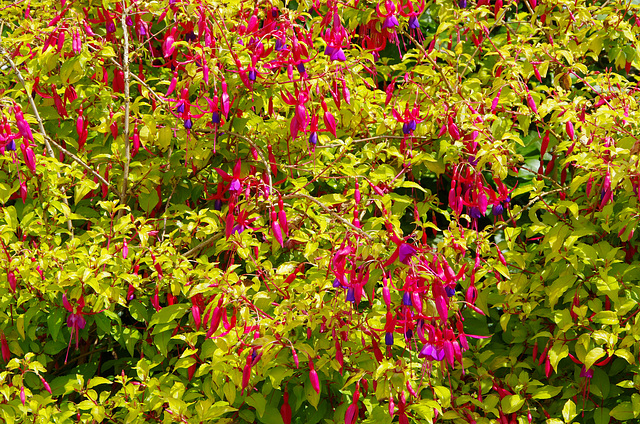 Fuchsia magellanica