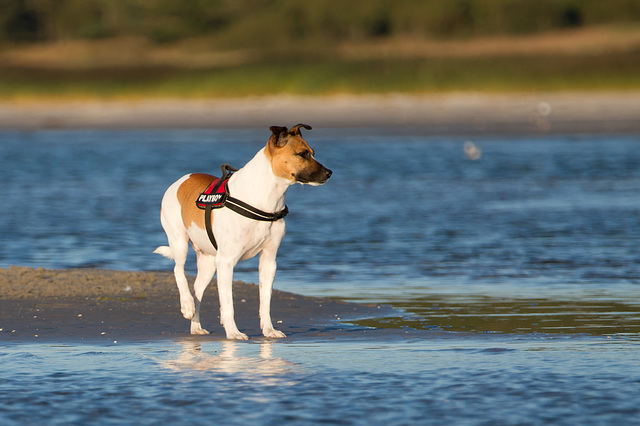 Jack Russell Rico DSC08276-1