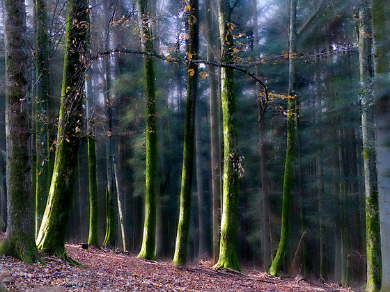 dans la forêt lointaine : la marche des verts