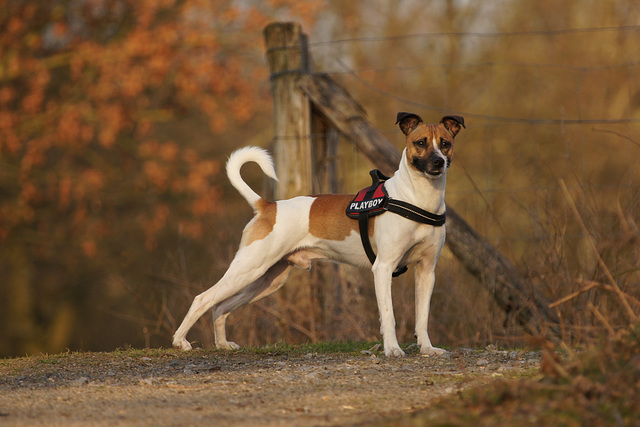 Jack Russell Terrier Rico