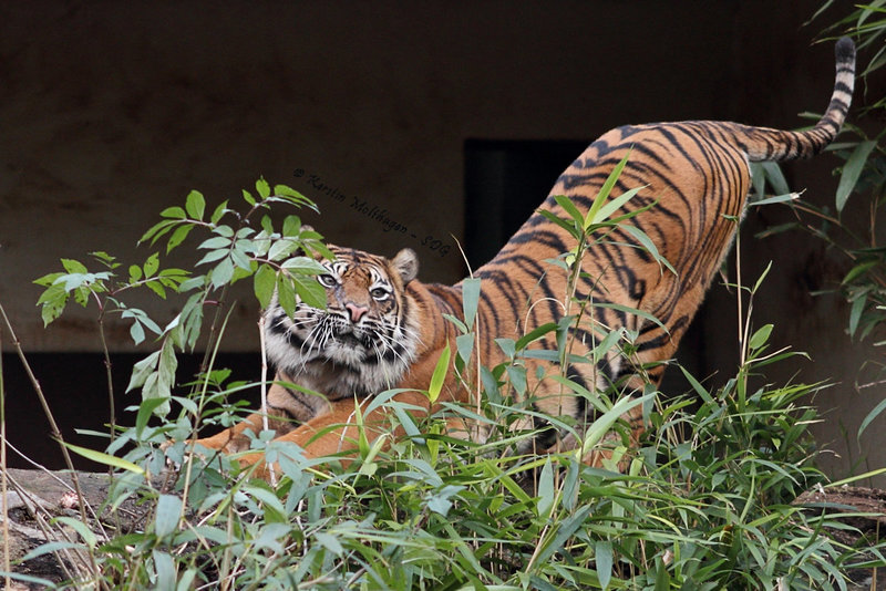 Tigerin Dumai (Wilhelma)