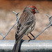 House Finch (f)