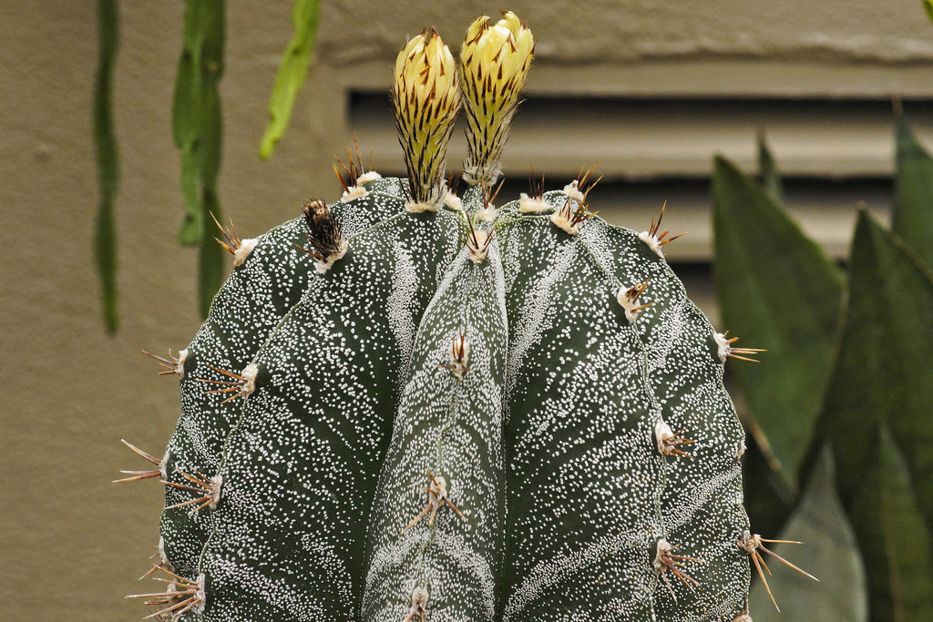 Astrophytum ornatum – Botanical Garden, Montréal, Québec