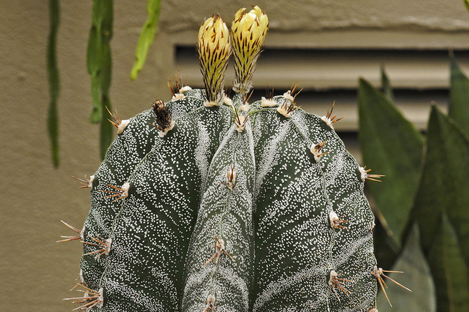 Astrophytum ornatum – Botanical Garden, Montréal, Québec