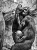 Mixi und ihre Tochter Tikala (Zoo Frankfurt)