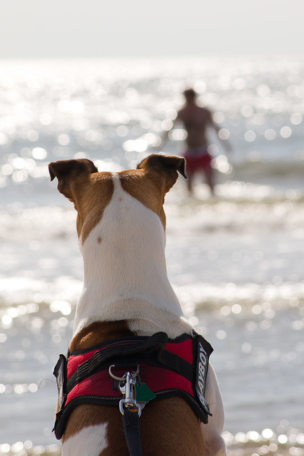 Jack Russell Rico DSC04952-1