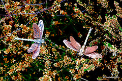 .Just hovering around...