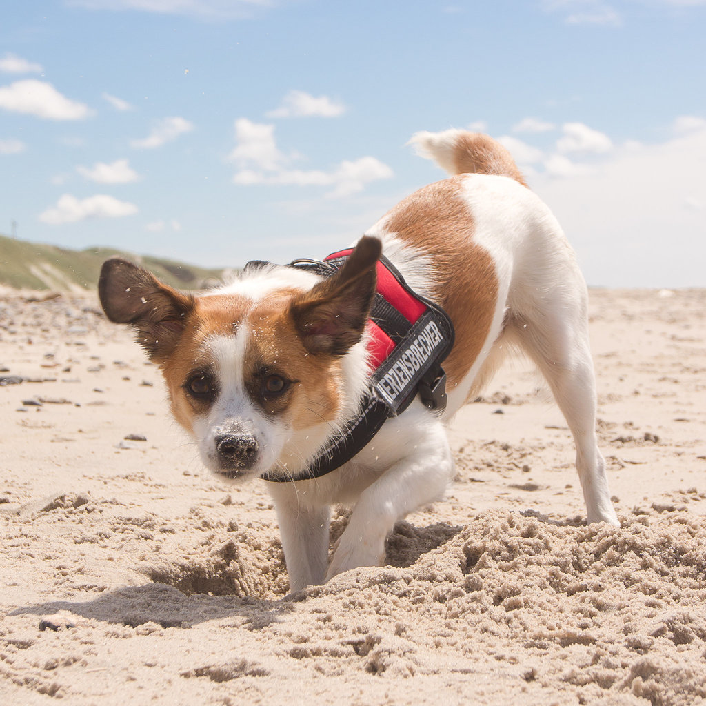 Jack Russell Clifford DSC04841-1