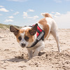 Jack Russell Clifford DSC04841-1