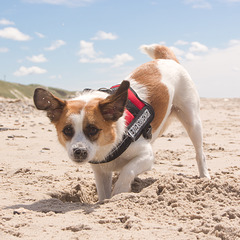 Jack Russell Clifford DSC04841-1