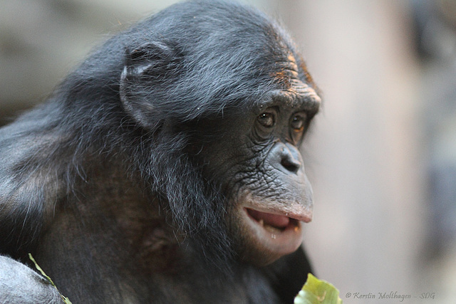 Mixi (Zoo Frankfurt)