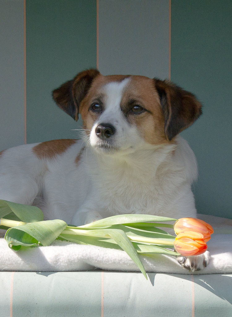Jack Russell Terrier Clifford DSC00080-1
