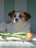 Jack Russell Terrier Clifford DSC00080-1