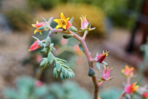 Echeveria Gibbiflora Crassulaceae – Botanical Garden, Montréal, Québec