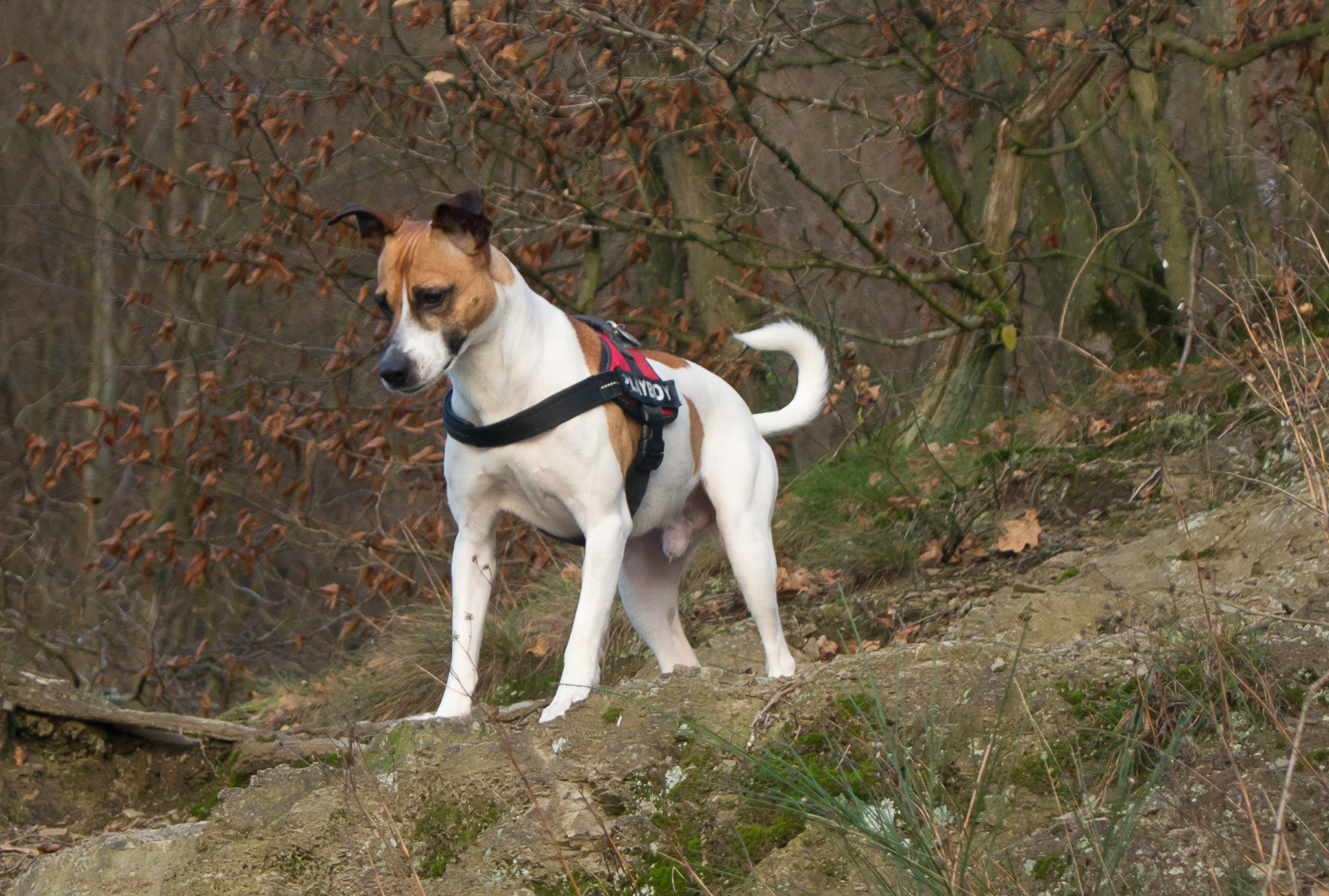 Jack Russell Rico DSC09078-1