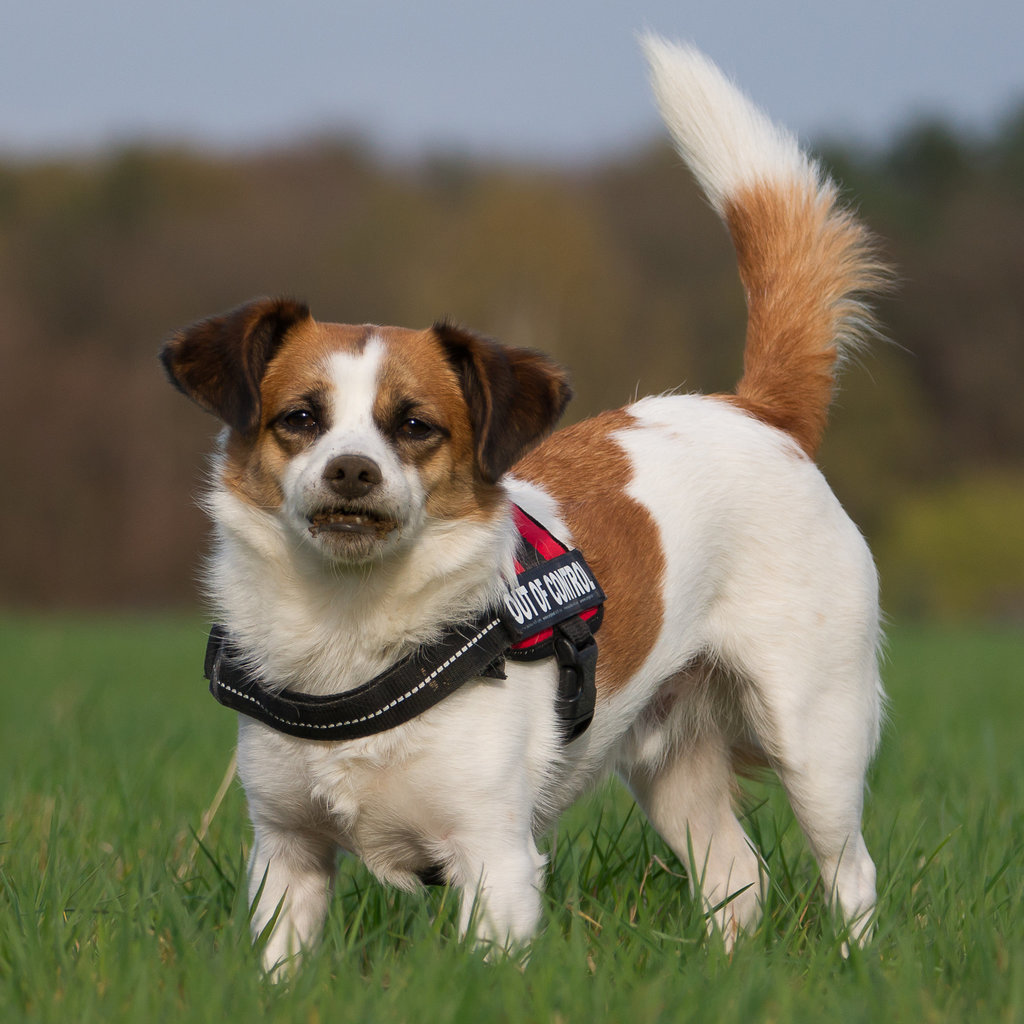 Jack Russell Clifford  DSC00419-1