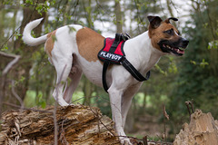 Jack Russell Rico DSC00428-1