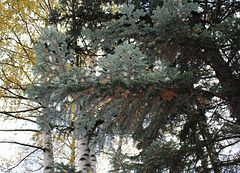 Abies alba