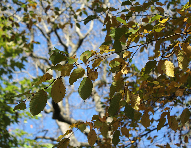 Carpinus betulus