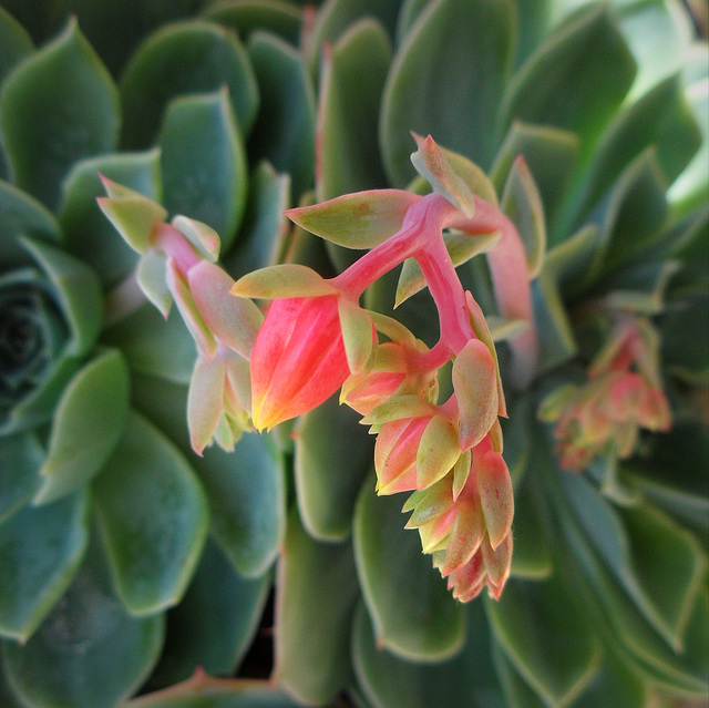 a succulent from my balcony