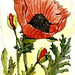 Poppy painting