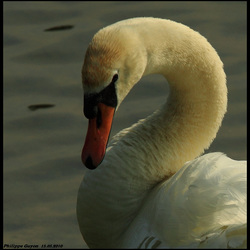 CYGNE TUBERCULE