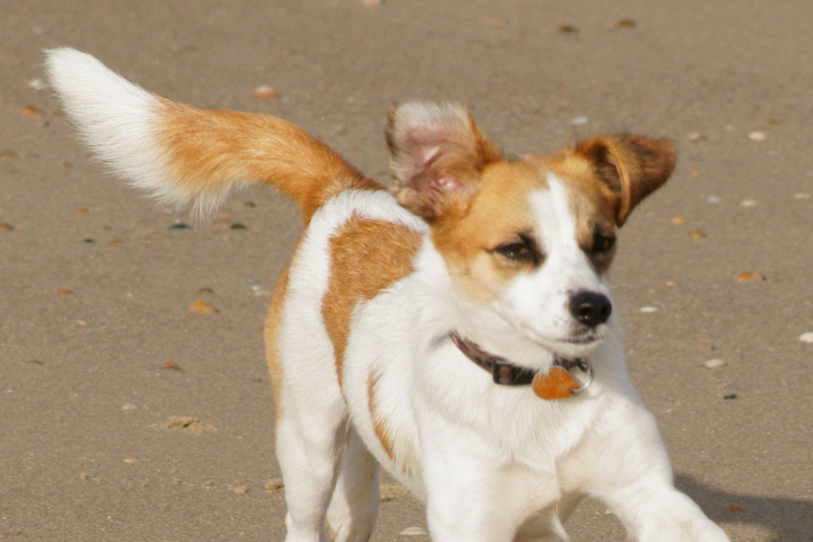 Jack Russell Clifford DSC02995