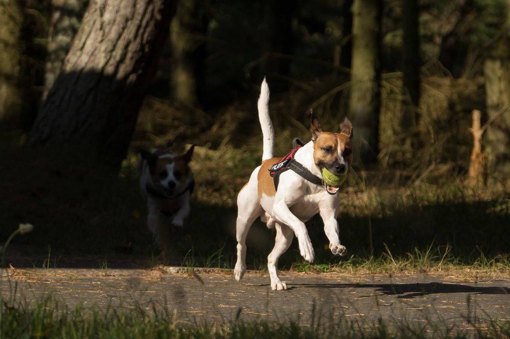 Jack Russell Rico und Clifford DSC01058