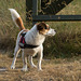 Jack Russell Clifford DSC01660
