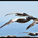 Pelicans at Dana Point, CA