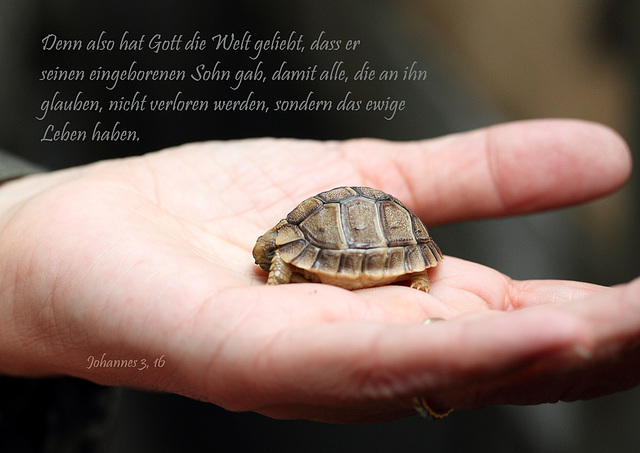 Spruchkarte 3/2014 - gedruckt