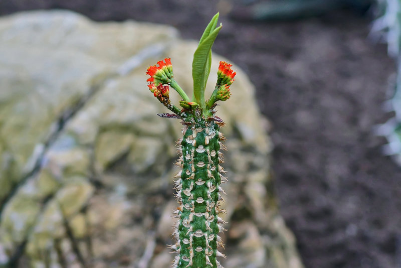 Ruffled Head Gear – Botanical Garden, Montréal, Québec