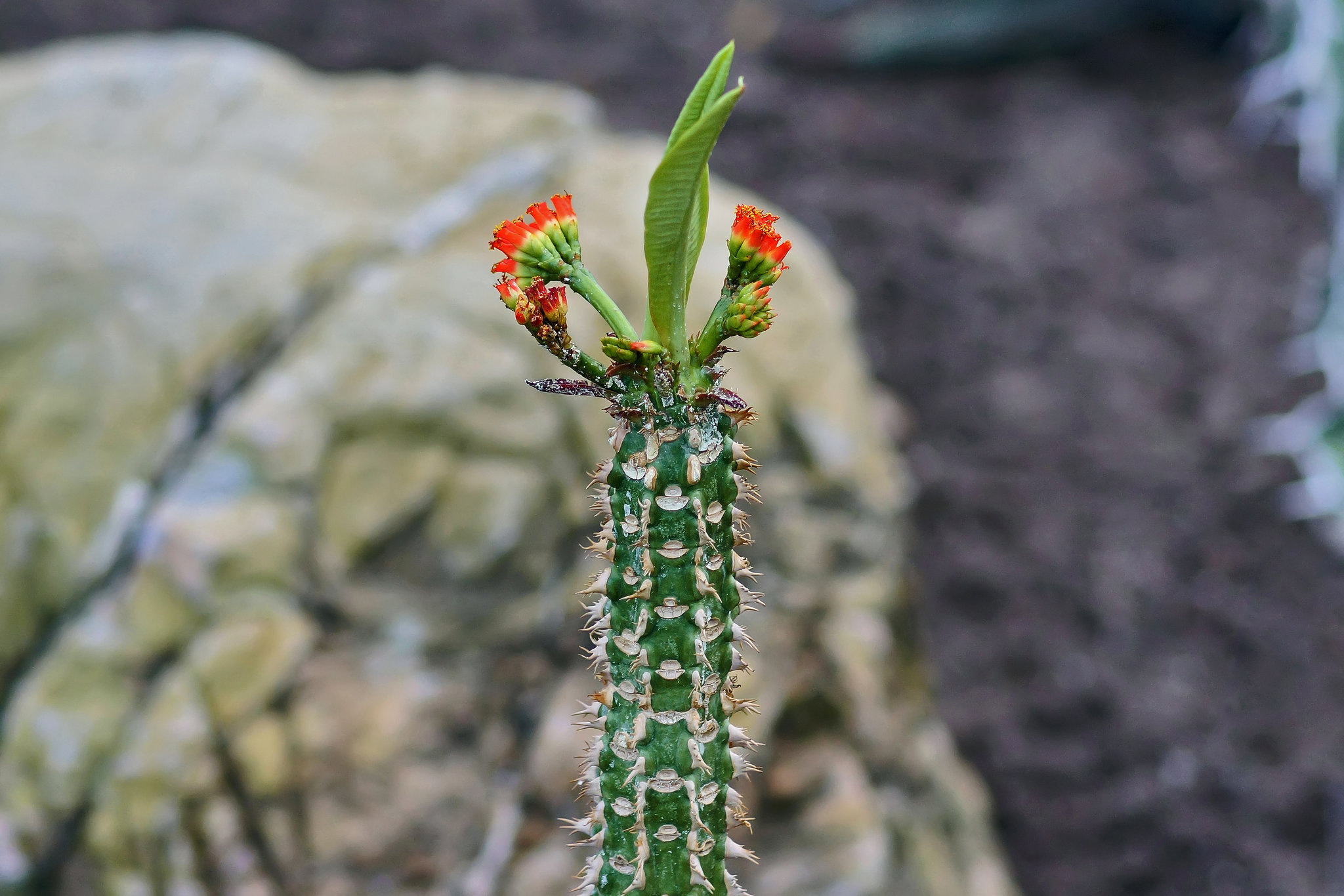 Ruffled Head Gear – Botanical Garden, Montréal, Québec