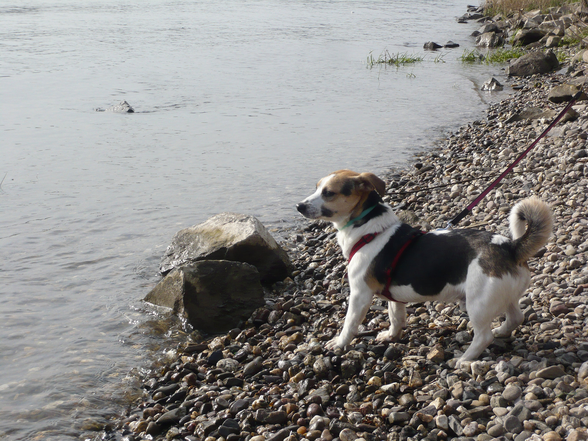 Felix schaut auf den Rhein