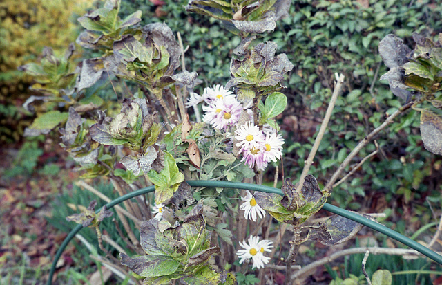 Decaying flowers