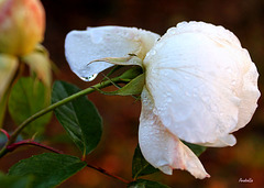 Douceur de rose perlée