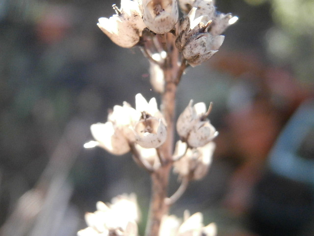 Some straggling plant still alive