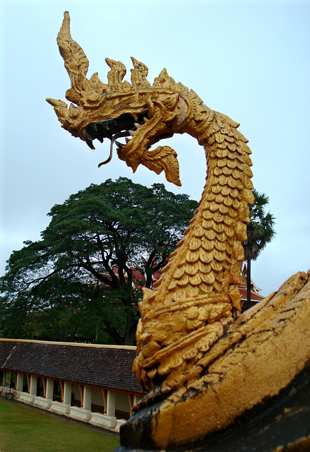 Naga