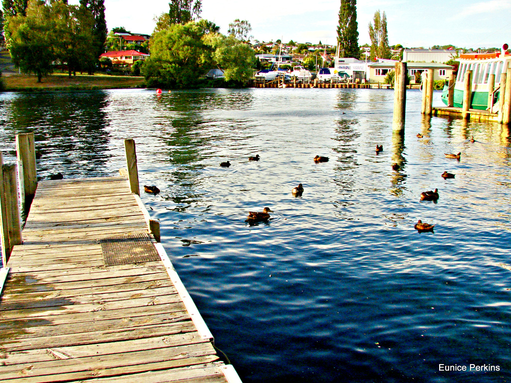 Taupo wharf