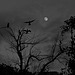 cormorans au clair de lune