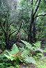 Einblick in den Lorbeer- und Heidebusch/baum Urwald. ©UdoSm