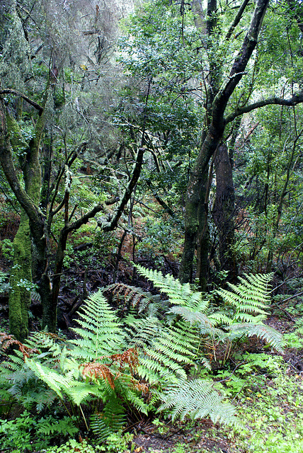 Einblick in den Lorbeer- und Heidebusch/baum Urwald. ©UdoSm