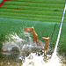 Leidens Ontzet 2013 – Fierljeppen – In the water
