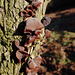 Auricularia auricula-judae.