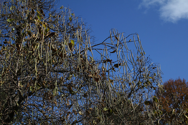 Catalpa (3)